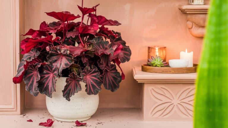 A large Angel Wing Begonia plant with deep red leaves in a white ceramic pot, resting on a wooden tray with a candle, succulent, and white bowl on a decorative ledge against a beige wall.